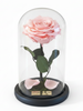 Rosa DULZURA SIGNATURE ~ 22.5 CM