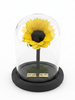Girasol FELICIDAD CLASSIC ~ 14 CM
