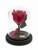 Rosa FORTALEZA CLASSIC ~ 14 CM