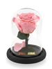 Rosa TERNURA CLASSIC ~ 14 CM