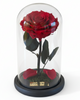 Rosa PASIÓN SIGNATURE ~ 22.5 CM