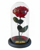 Rosa PASIÓN LUXURY ~ 28 CM