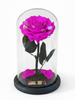 Rosa AUDAZ SIGNATURE ~ 22.5 CM