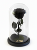 Rosa MÍSTICA ELEGANCE ~ 22.5 CM
