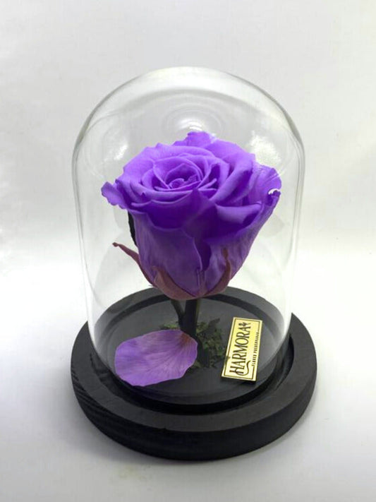 Rosa TRANSFORMACIÓN