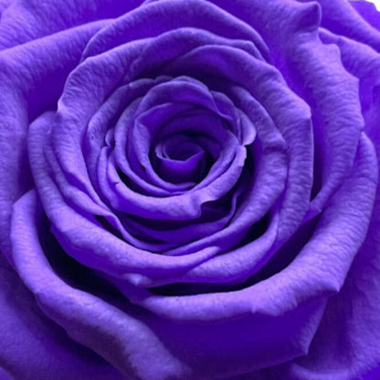 Rosa INTUICIÓN
