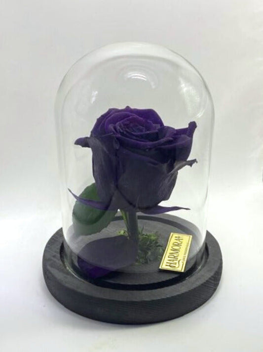 Rosa INTROSPECCIÓN