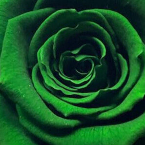 Rosa ESPERANZA