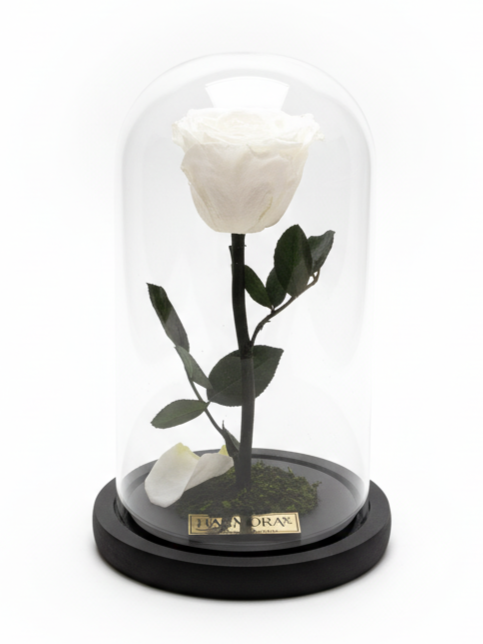 rosa pureza elegance ~ 22.5 cm