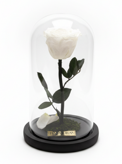 Rosa PUREZA ELEGANCE ~ 22.5 CM