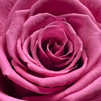 Rosa GRATITUD