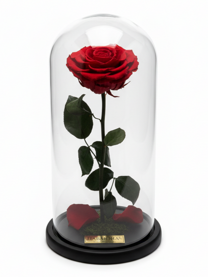 Rosa PASIÓN INFINITY ~ 36 CM