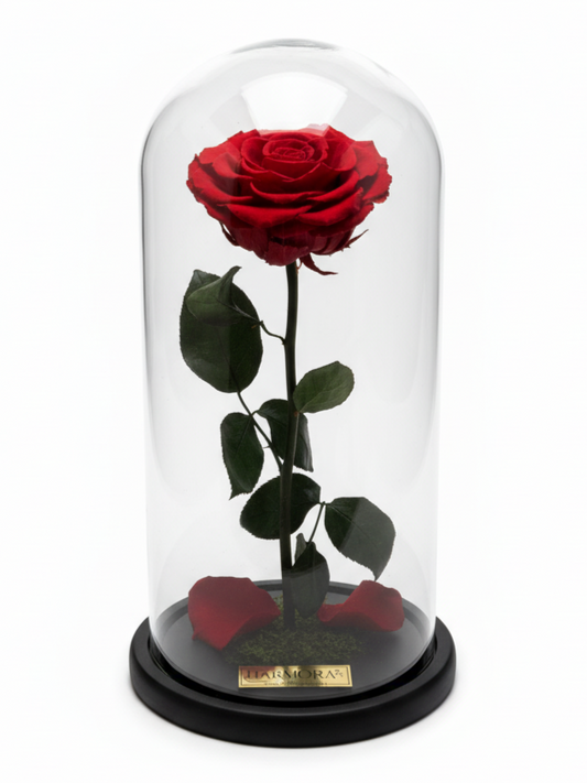 Rosa PASIÓN INFINITY ~ 36 CM