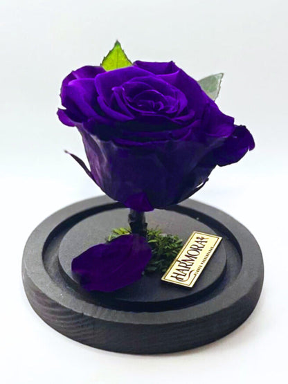 Rosa INTROSPECCIÓN