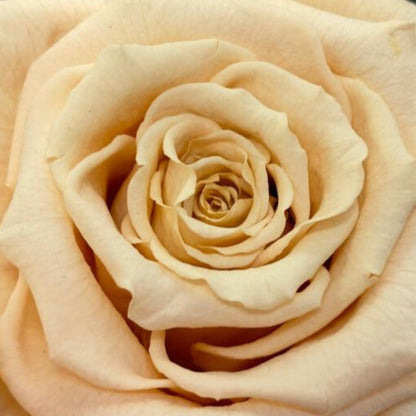 Rosa SINCERIDAD