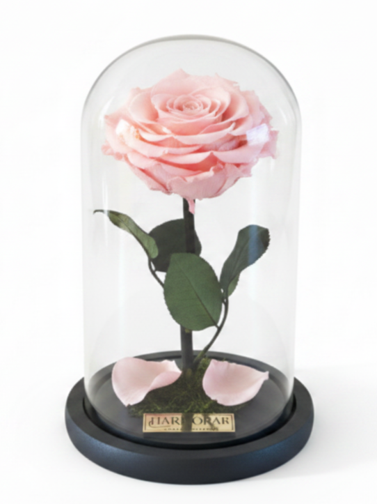 rosa dulzura signature ~ 22.5 cm