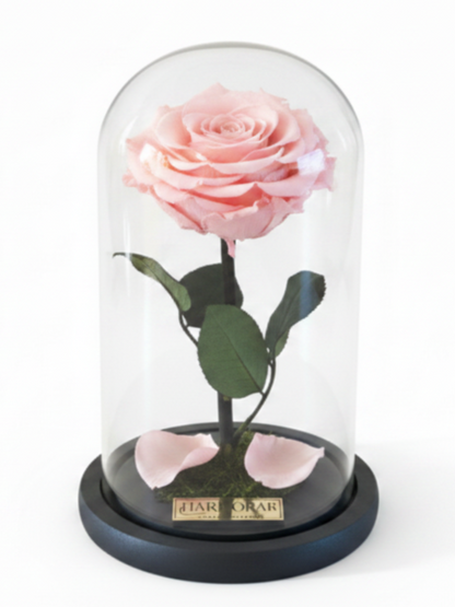 Rosa DULZURA SIGNATURE ~ 22.5 CM