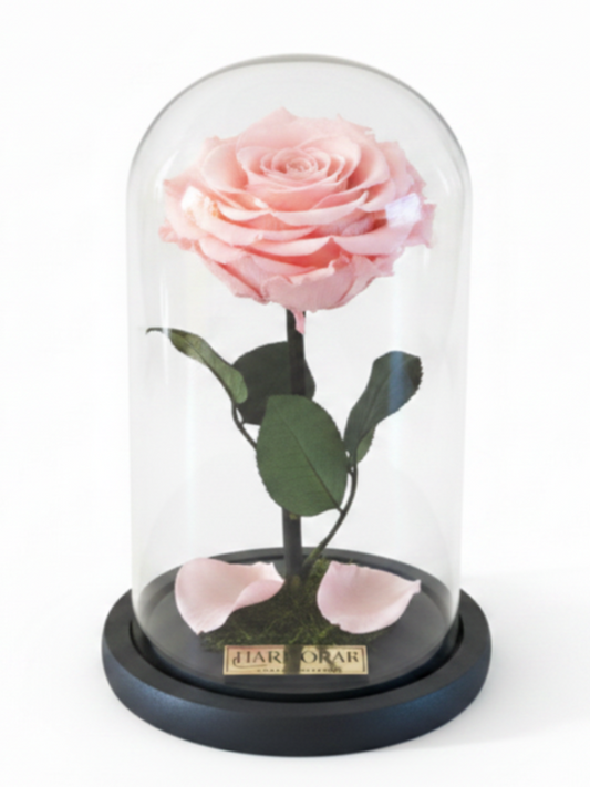 Rosa DULZURA SIGNATURE ~ 22.5 CM