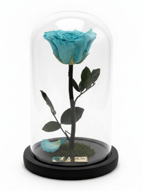 rosa plenitud elegance ~ 22.5 cm