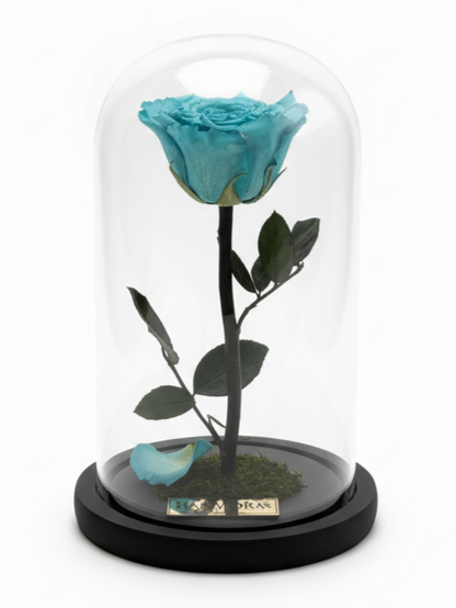 Rosa PLENITUD ELEGANCE ~ 22.5 CM