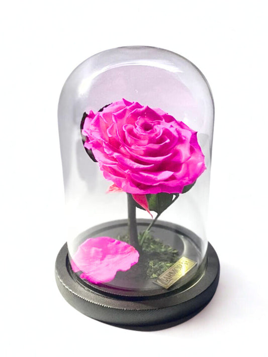 Rosa AUDAZ XL
