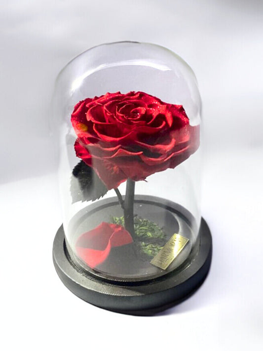 Rosa PASIÓN Diamond XL
