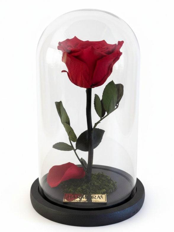 rosa pasión elegance ~ 22.5 cm