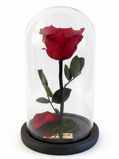 Rosa PASIÓN ELEGANCE ~ 22.5 CM