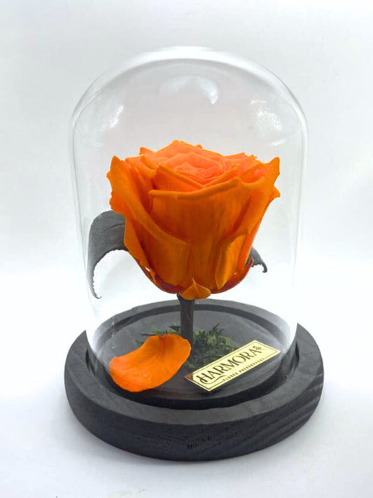 Rosa OPTIMISTA