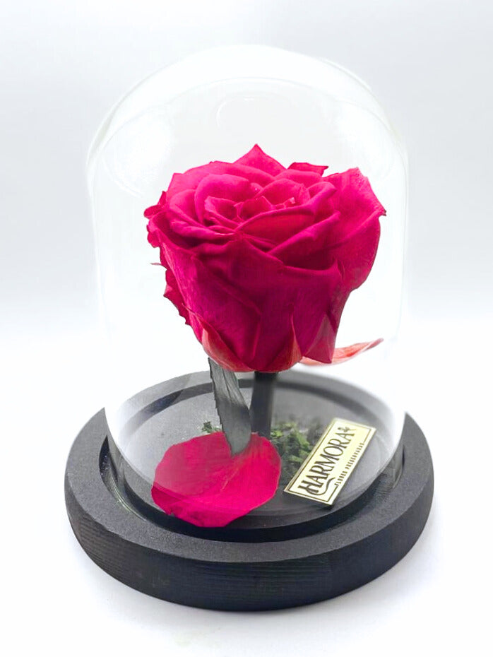 rosa fortaleza classic ~ 14 cm