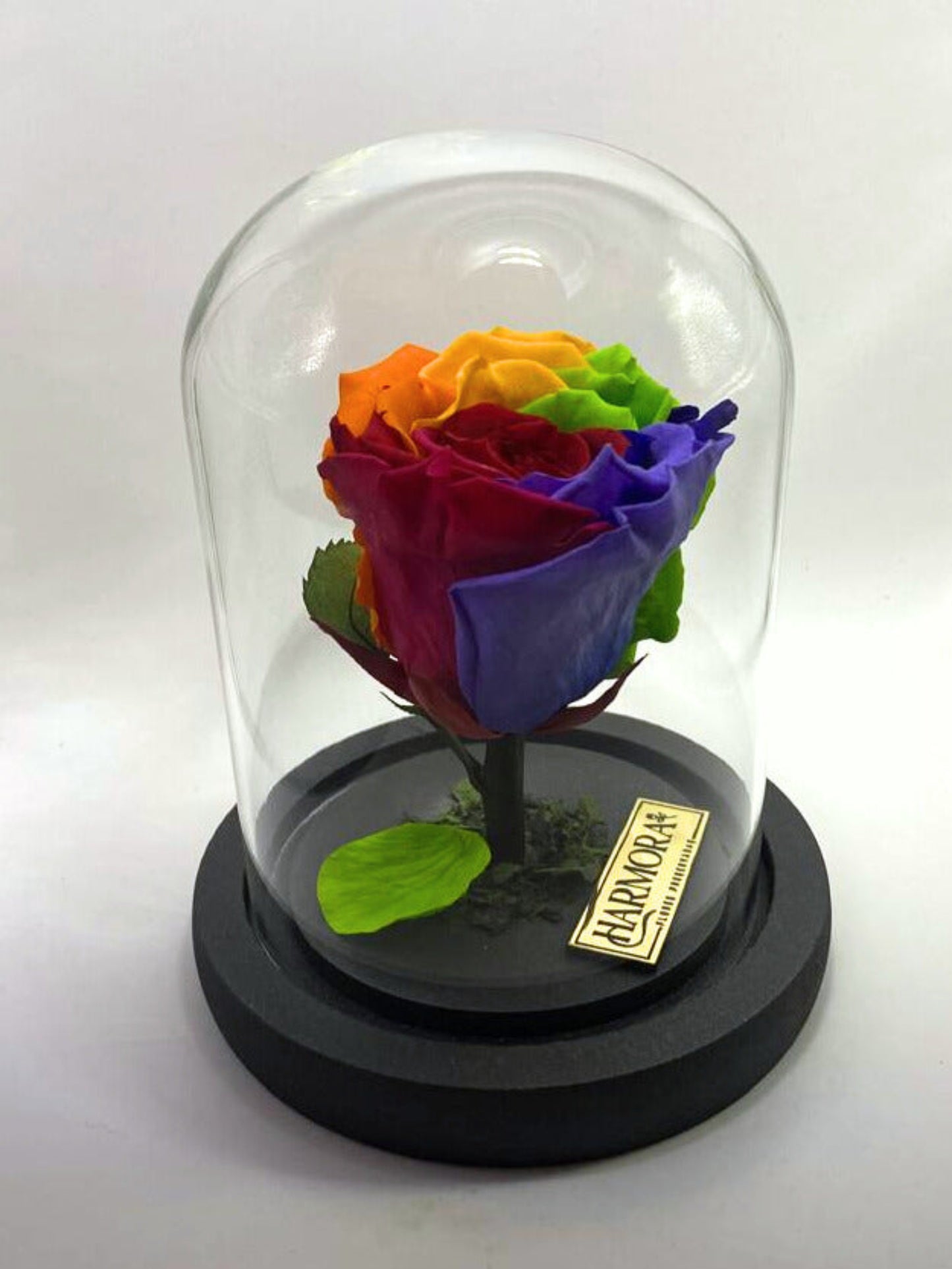 rosa rainbow