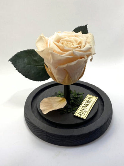 Rosa SINCERIDAD