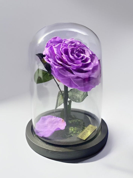 Rosa TRANSFORMACIÓN XL