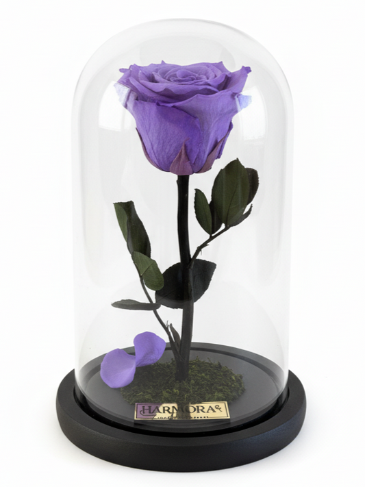 Rosa INTUICIÓN ELEGANCE ~ 22.5 CM