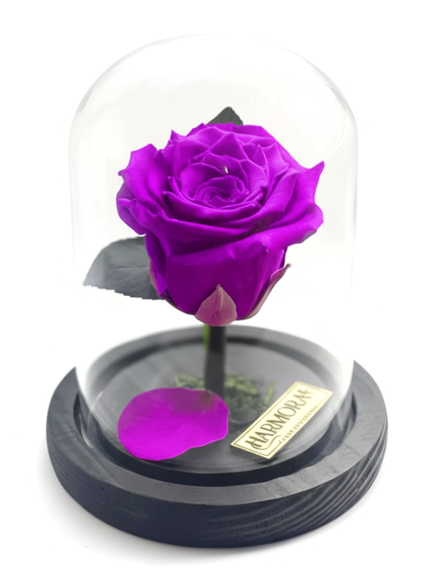 rosa sabiduría classic ~14 cm