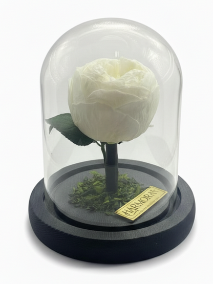 Peonía PUREZA CLASSIC ~ 14 CM