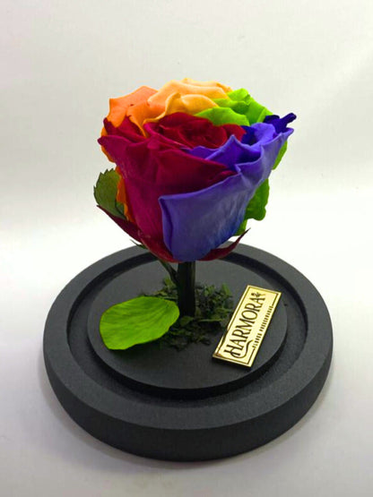 Rosa Rainbow