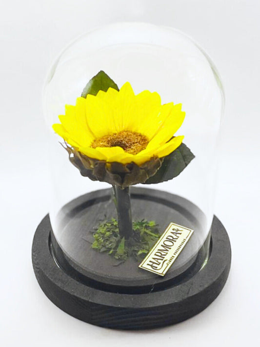 Girasol FELICIDAD