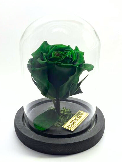 rosa esperanza classic ~ 14 cm