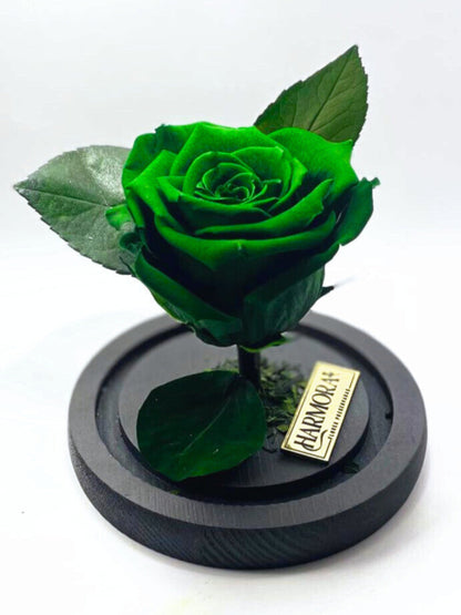 Rosa ESPERANZA