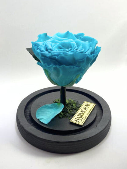 Rosa PLENITUD