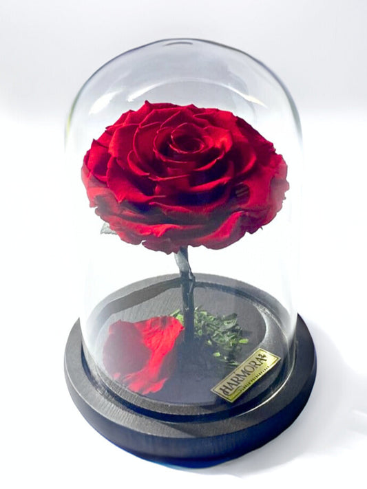 Rosa PASIÓN XL