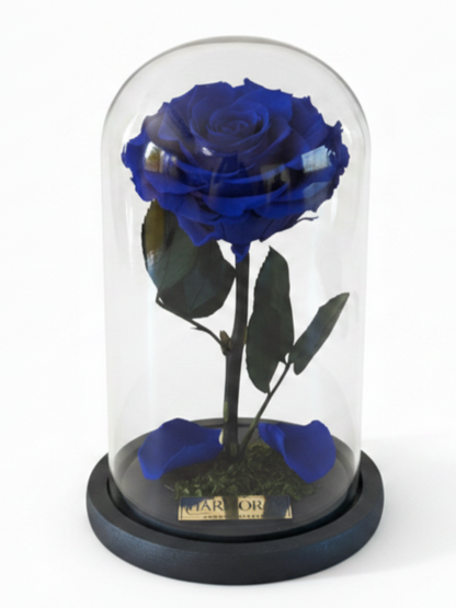 Rosa ARMONÍA SIGNATURE ~ 22.5 CM