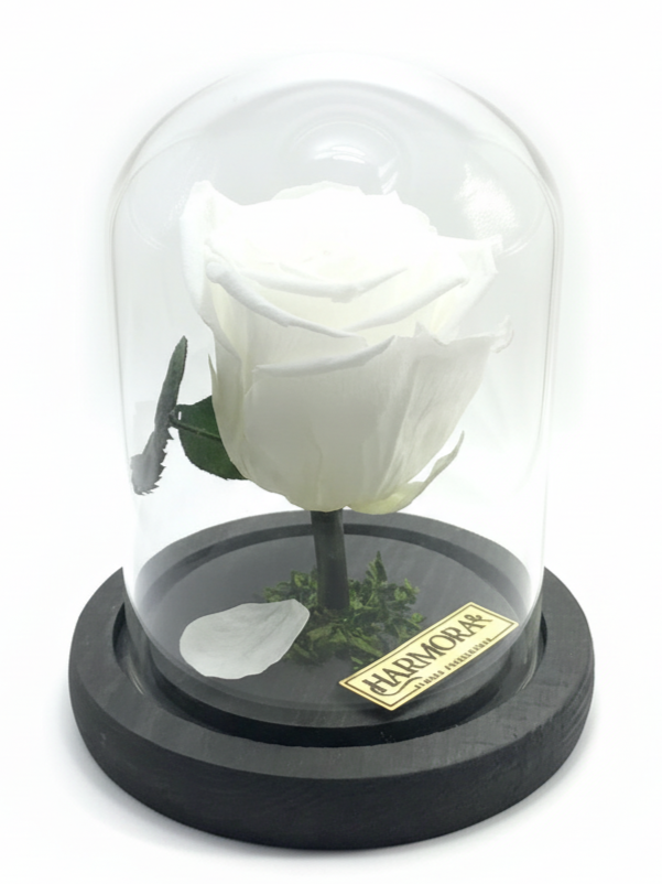 rosa pureza classic ~ 14 cm