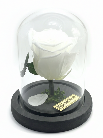 Rosa PUREZA CLASSIC ~ 14 CM