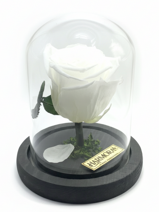 Rosa PUREZA CLASSIC ~ 14 CM