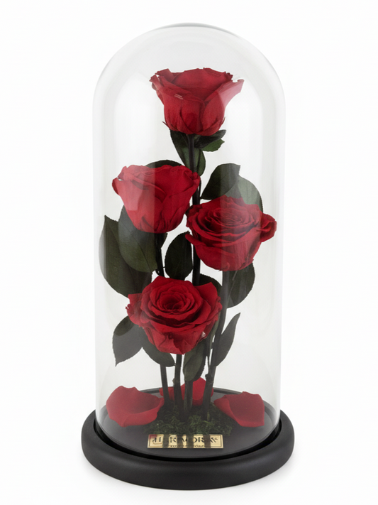 PASIÓN INFINITY DELUXE ~ 36 CM