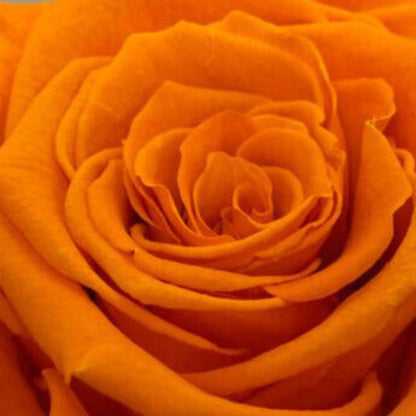 Rosa OPTIMISTA