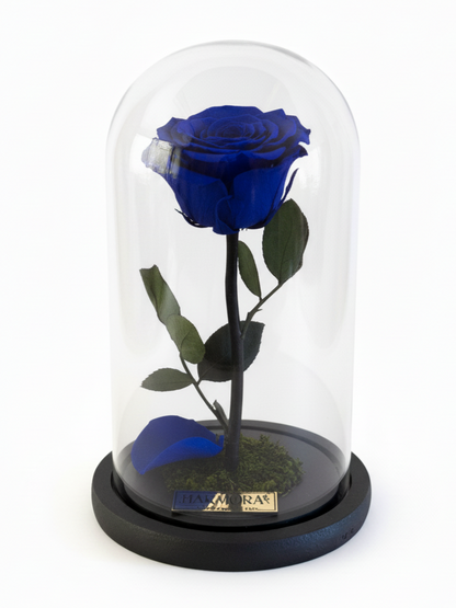 Rosa ARMONÍA ELEGANCE  ~ 22.5 CM