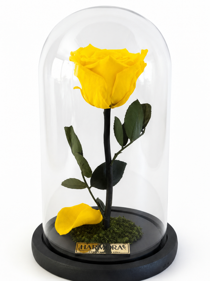 Rosa ALEGRÍA ELEGANCE ~ 22.5 CM